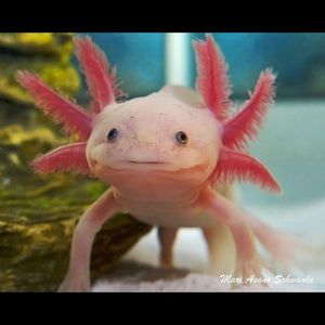 Meet your Posher, Marmarjorie